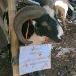 Qurban Azka